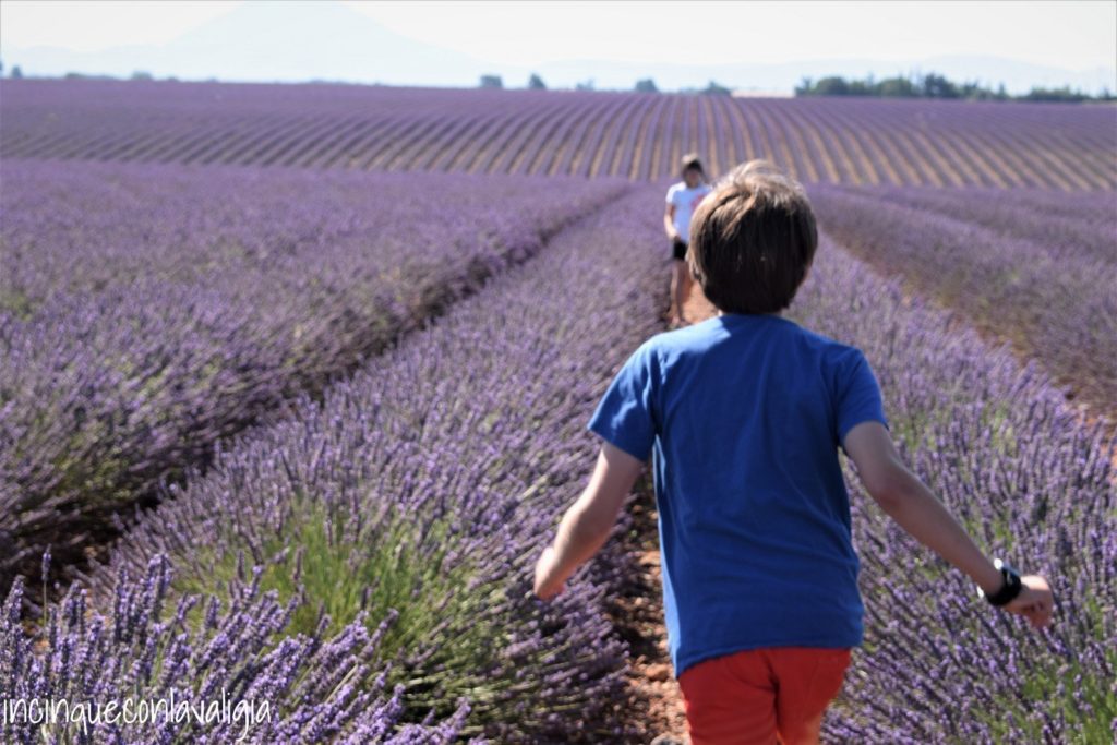 Campi di lavanda con bambini Corse nei campi di lavanda