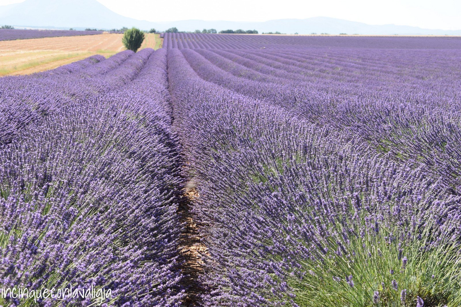 Fioritura della lavanda in Provenza Campi di Lavanda in Provenza