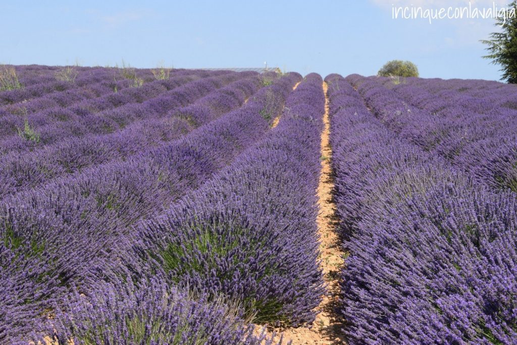 Lavanda in provenza Campi coltivati a lavanda in Provenza