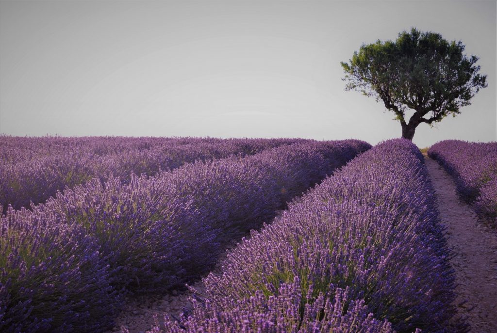 Campo di lavanda con albero sullo sfondo Itinerario della lavanda in Provenza