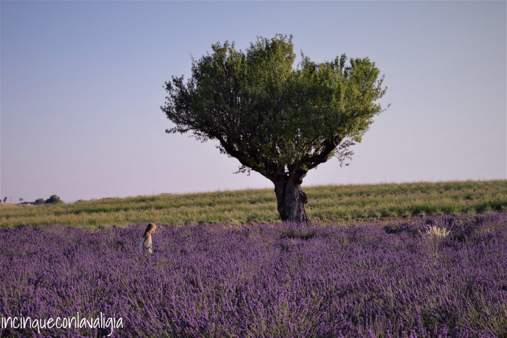 Fotografare i campi di lavanda Fotografare la lavanda in fiore