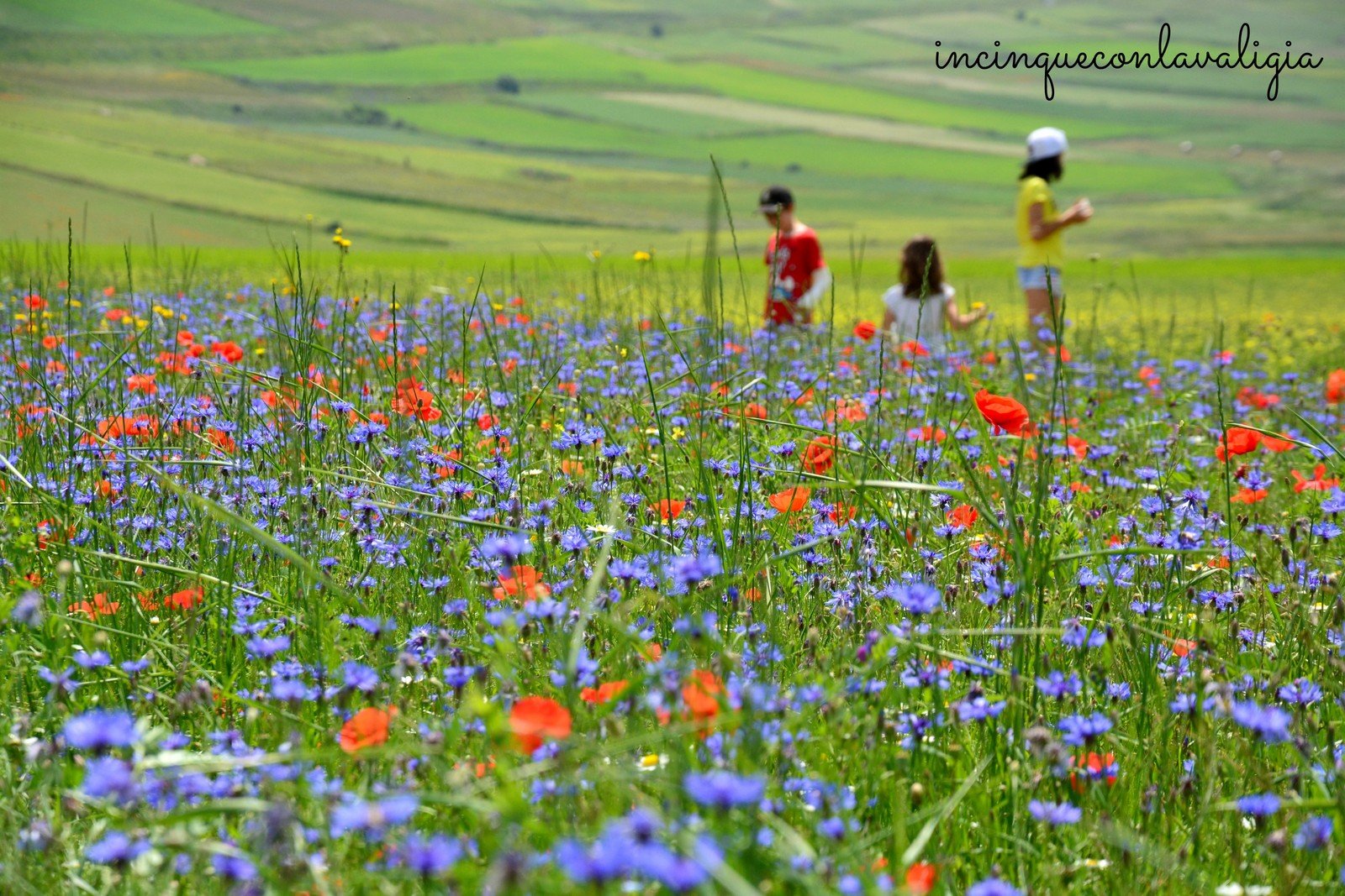 Fioritura della lenticchia a Castelluccio con bambini Tanti tipi di fiori a Castelluccio