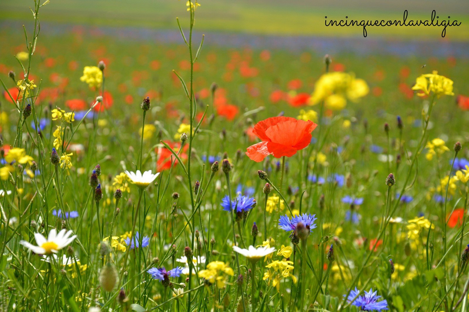 Tavolozza di colori della fiorita di Castelluccio Fiori nella piana di Castelluccio di Norcia