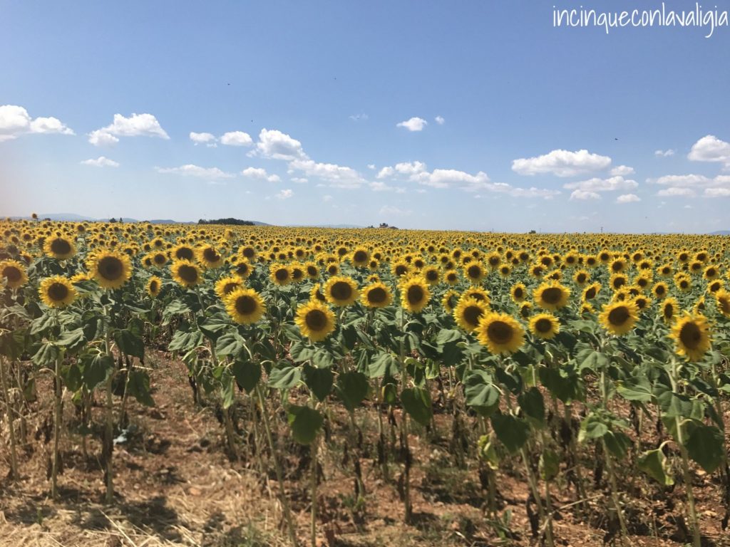 Girasoli fioriti in provenza Girasoli fioriti in Provenza