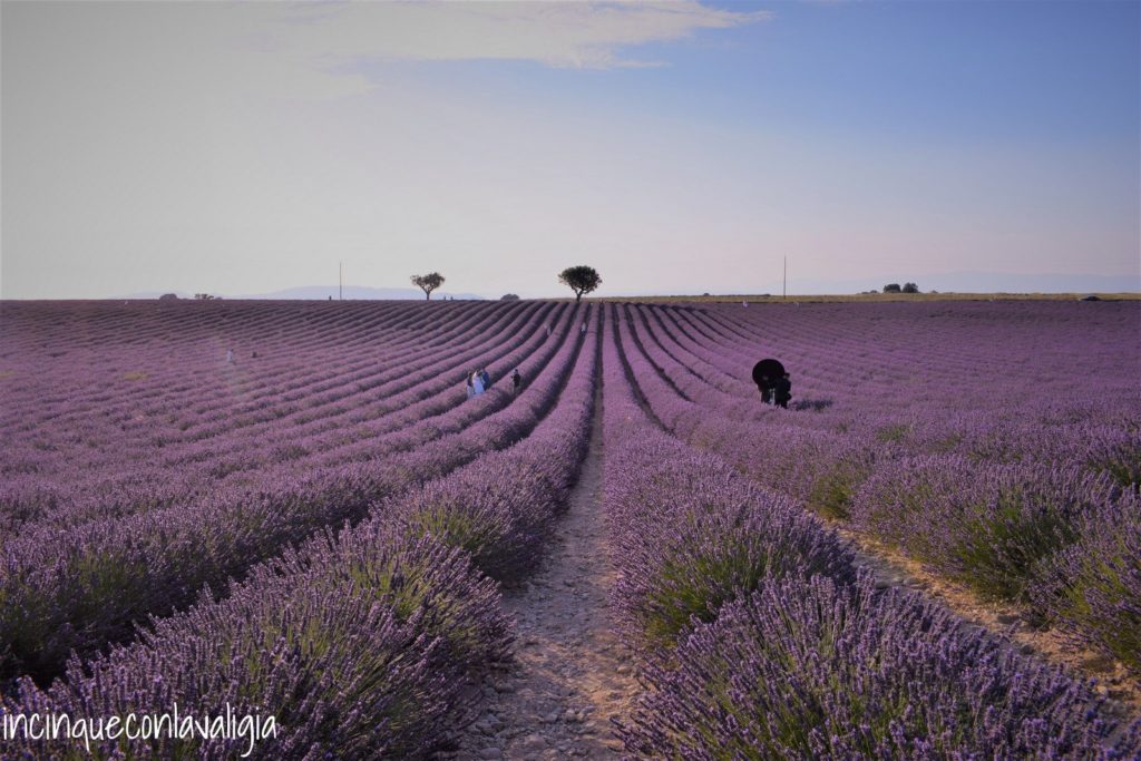 Lavanda in Provenza Fotografare la lavanda