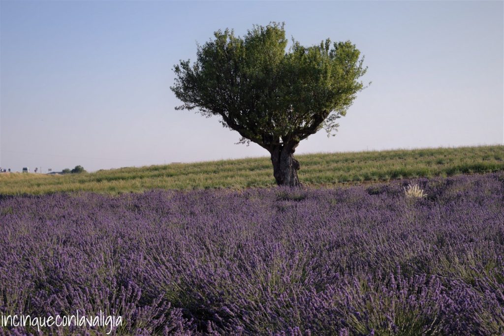 Albero nella lavanda Albero nella lavanda