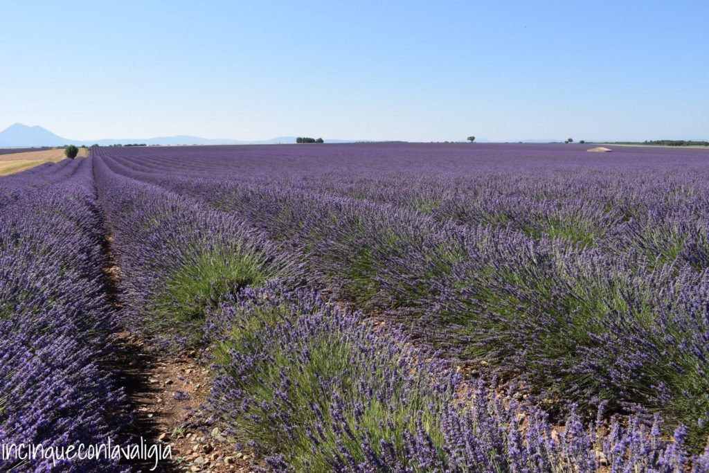 Lavanda, lavanda e ancora lavanda Fioritura della lavanda in Provenza