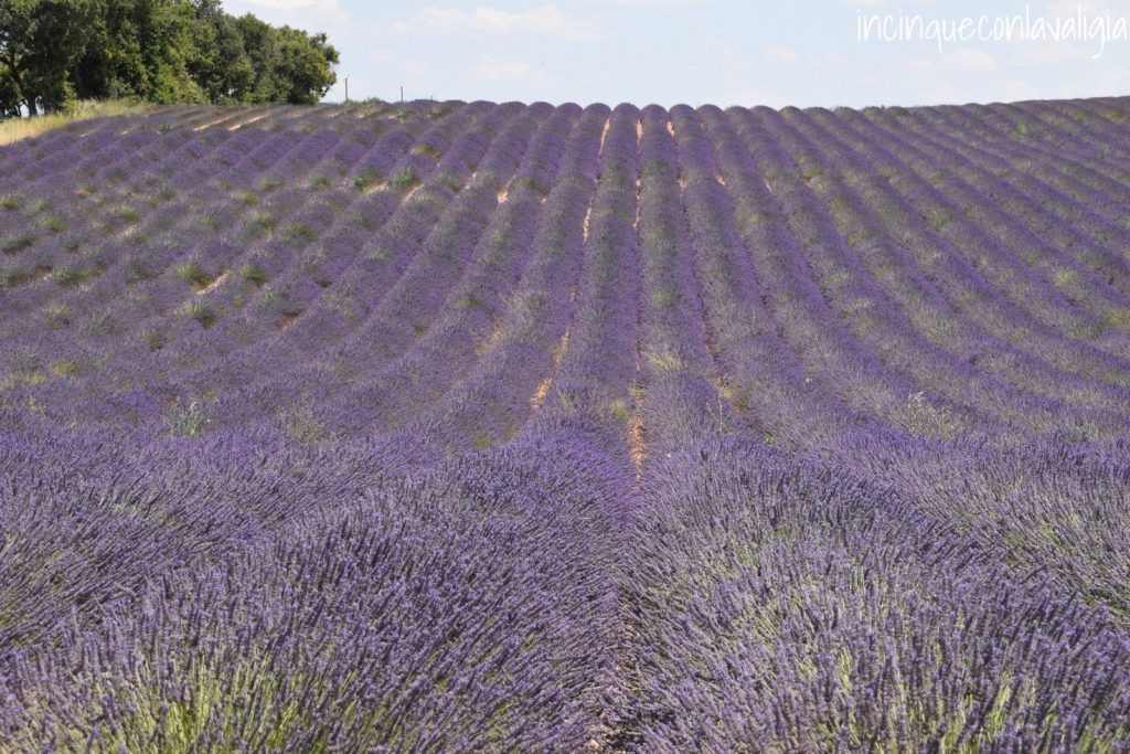 Campi di lavanda in Provenza Soste per ammirare la lavanda fiorita