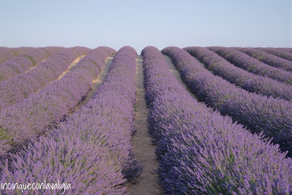 In Provenza per la fioritura della lavanda Plateau de Valensole Provenza