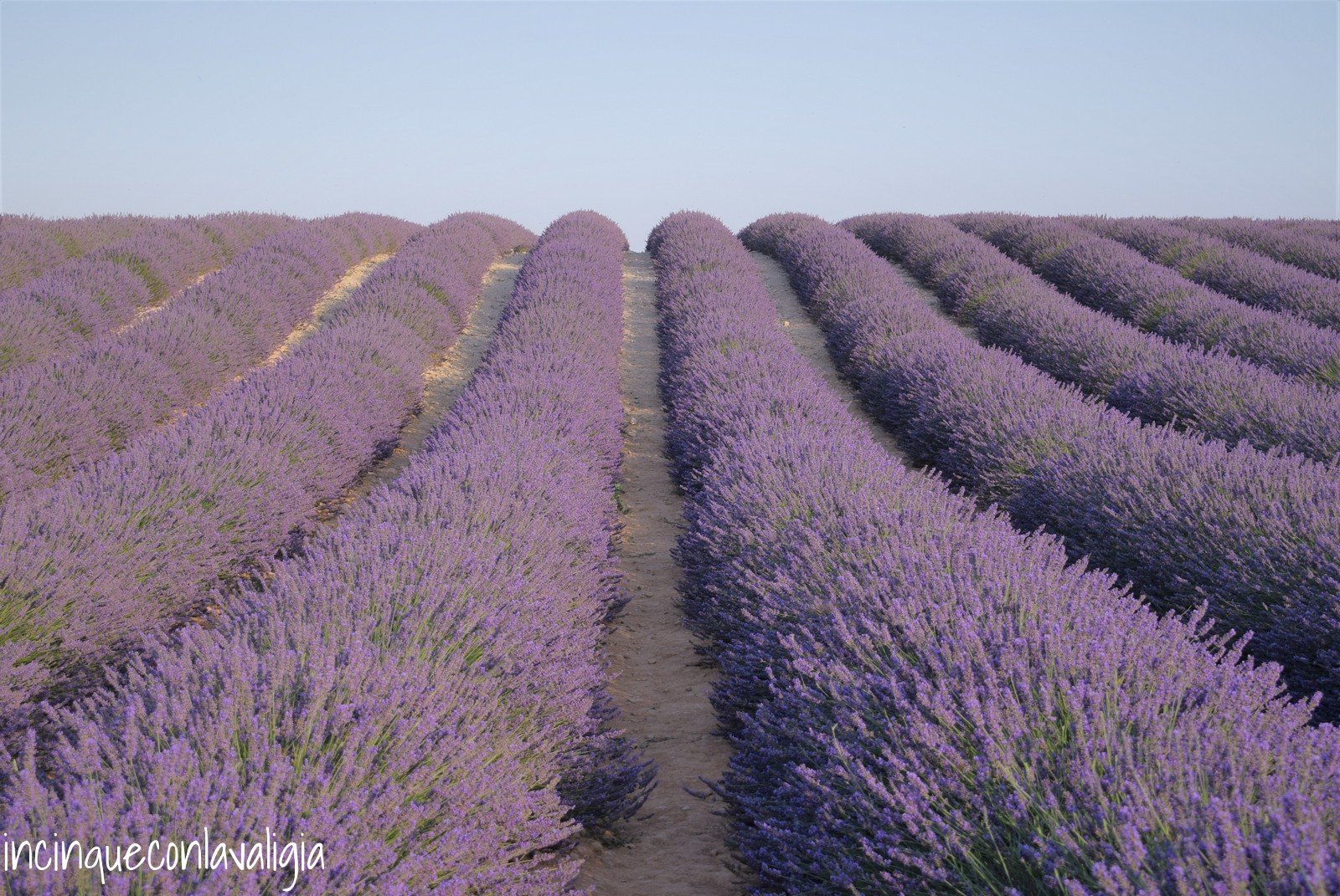 Plateau de Valensole Provenza Plateau de Valensole Provenza