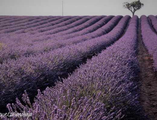Fioritura della lavanda in Provenza