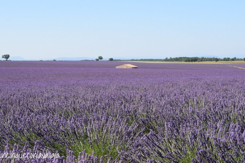 Il mare viola in Provenza Casa in mezzo a un campo di lavanda in Provenza