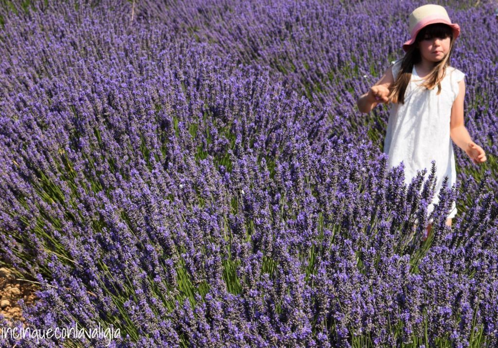 Bambini e campi di lavanda Fotografare la lavanda in Provenza