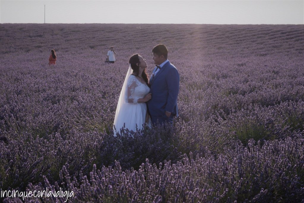 Set fotografico tra i campi di lavanda Sposi in posa a Valensole nella lavanda