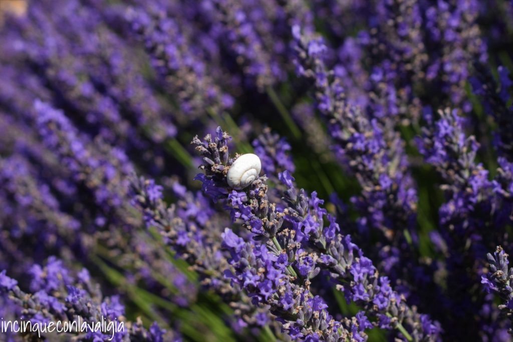 Chiocciole bianche sulla lavanda, un bellissimo contrasto Chiocciola bianca sulla lavanda