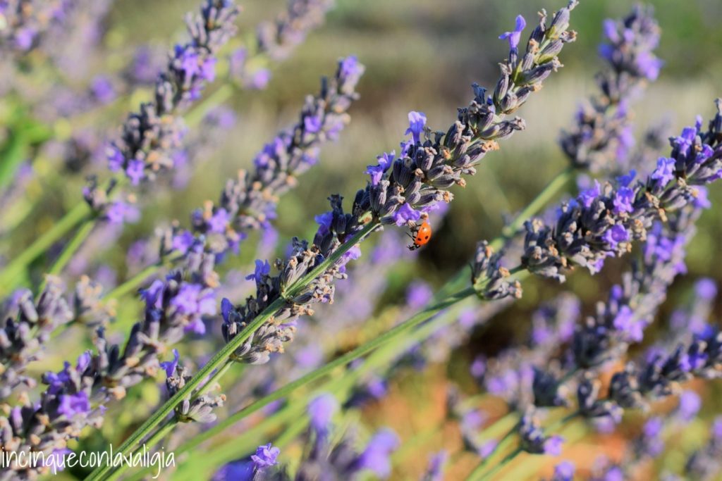Coccinella sulla lavanda Coccinella sulla lavanda