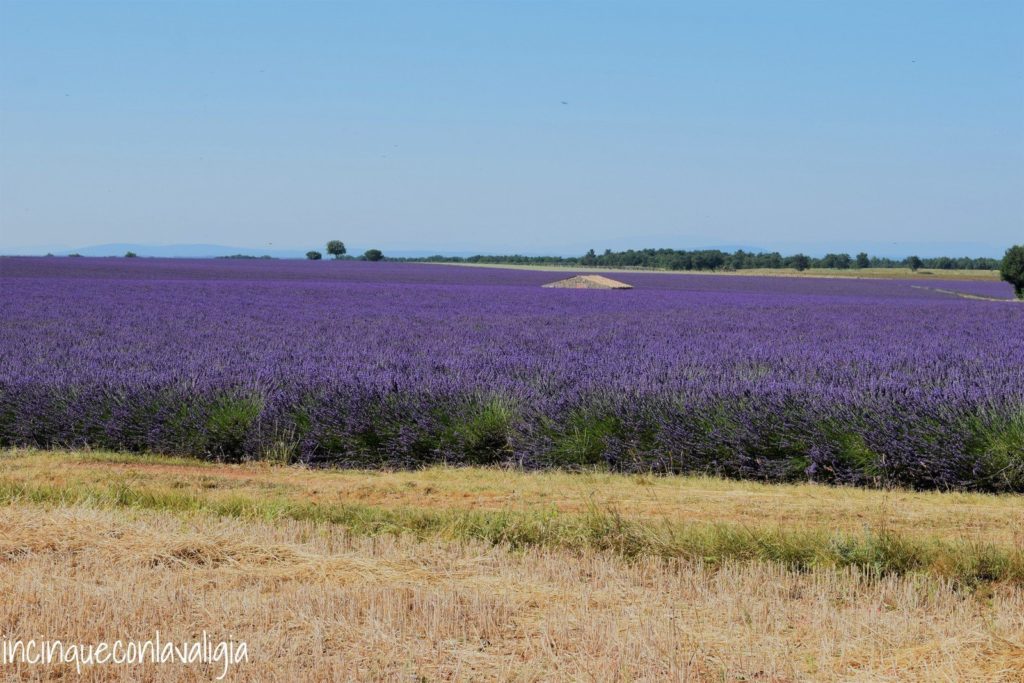 Una casa sommersa dalla lavanda Casa immersa nella lavanda