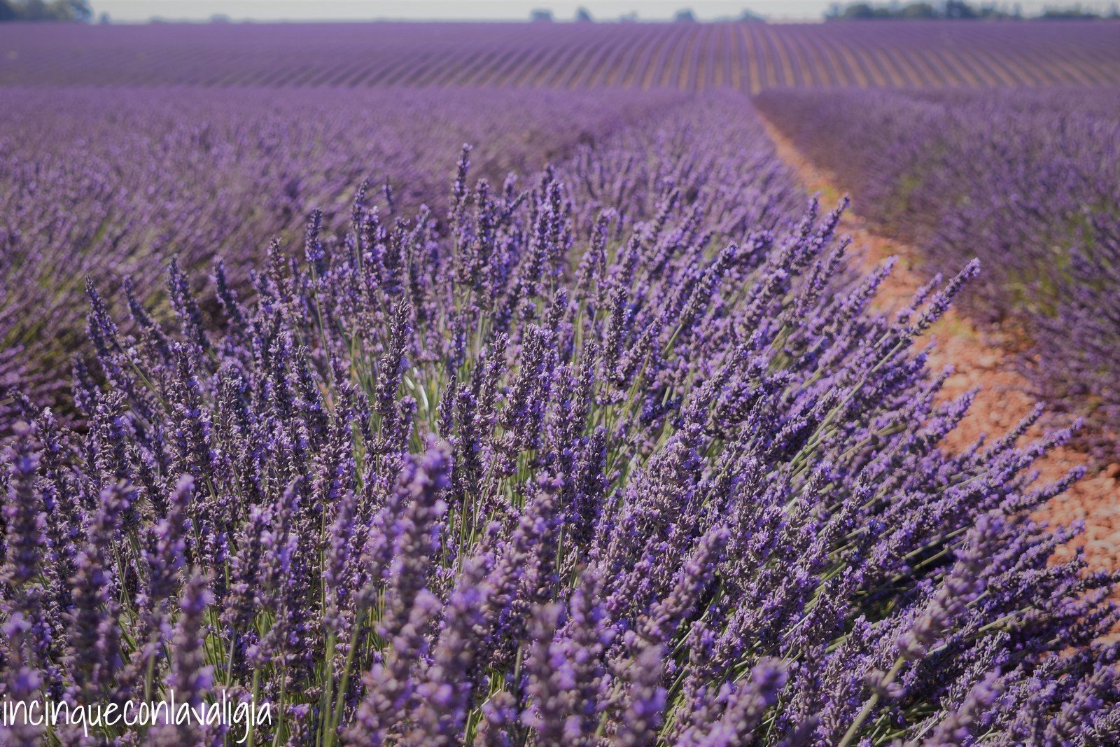 La meraviglia del mare viola La meraviglia del mare viola