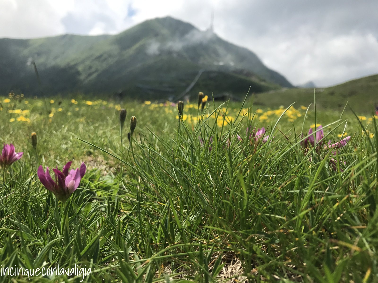 Prati in fiore sul Monte Tamaro Prato fiorito Alpe Foppa