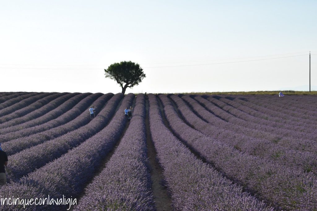 Campo di lavanda più fotografato della Provenza Plateau de Valensole itinerario della lavanda