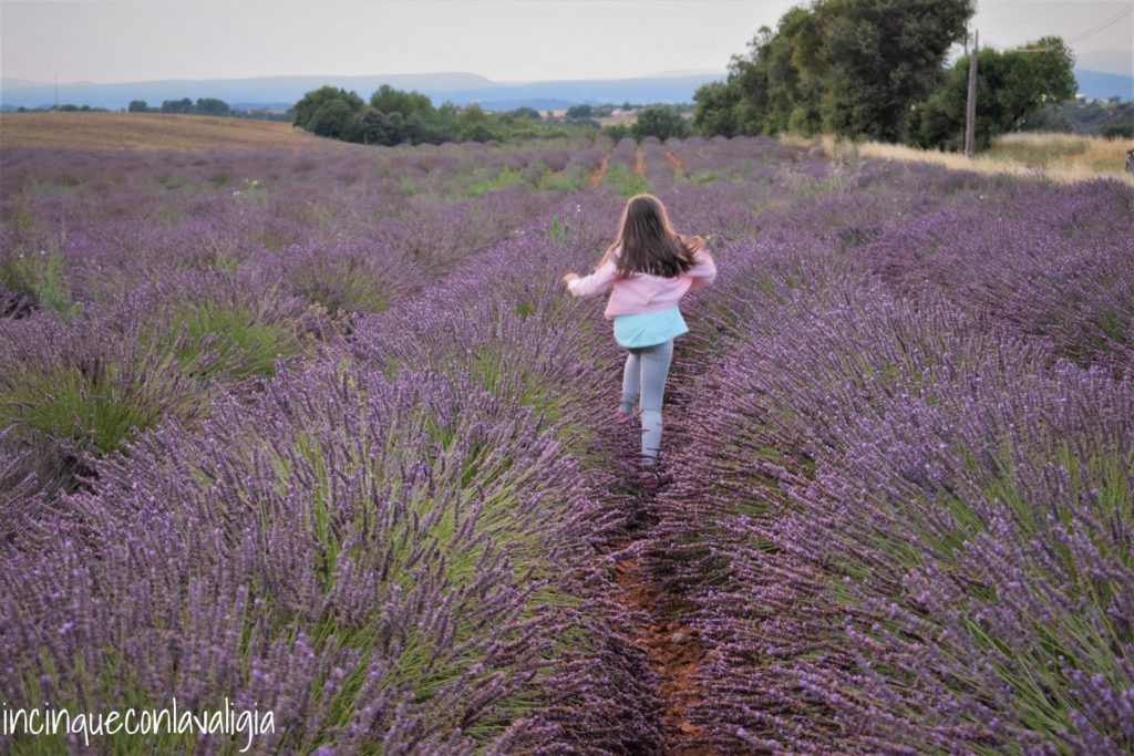 Corse tra i campi di lavanda in Provenza Corse nella lavanda- Provenza con bambini