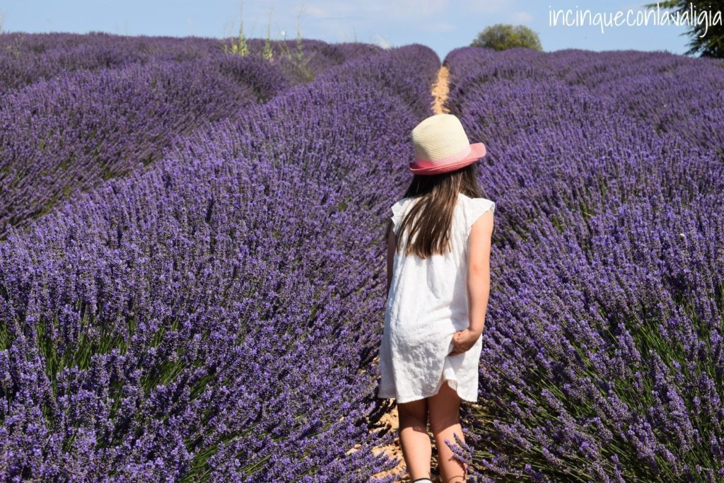 Camminare tra i campi di lavanda in Provenza Provenza fioritura della lavanda