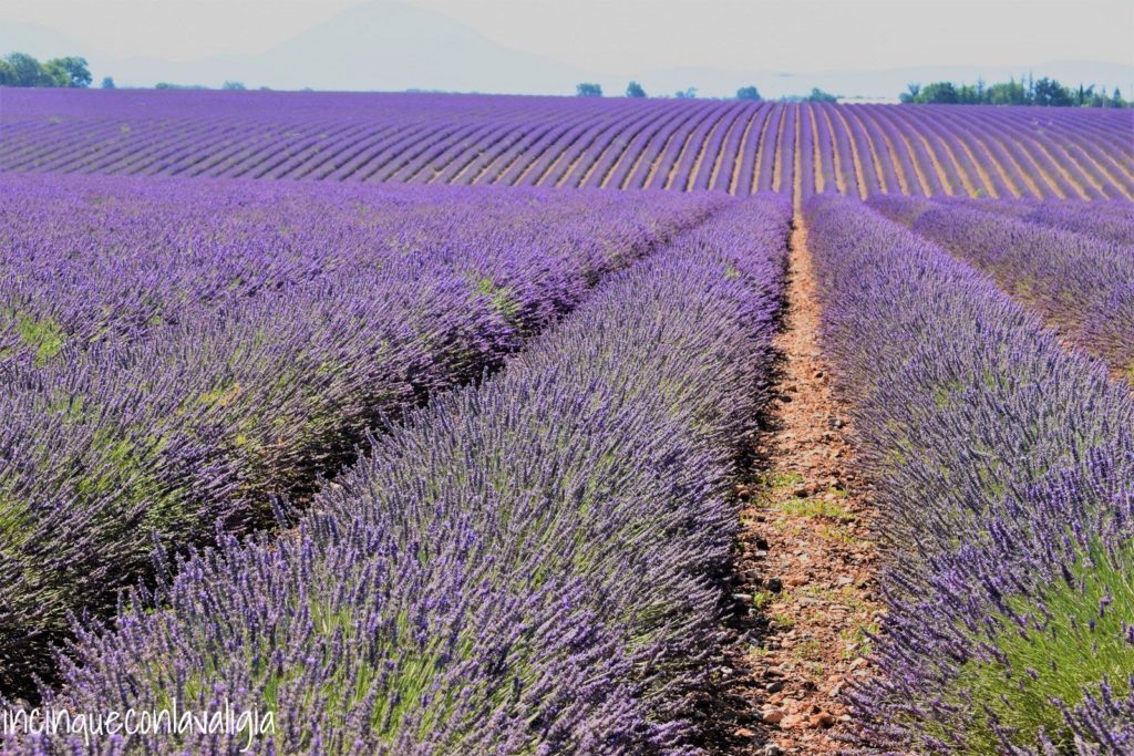 Fioritura della lavanda in Provenza Campi di lavanda a perdita d'occhio