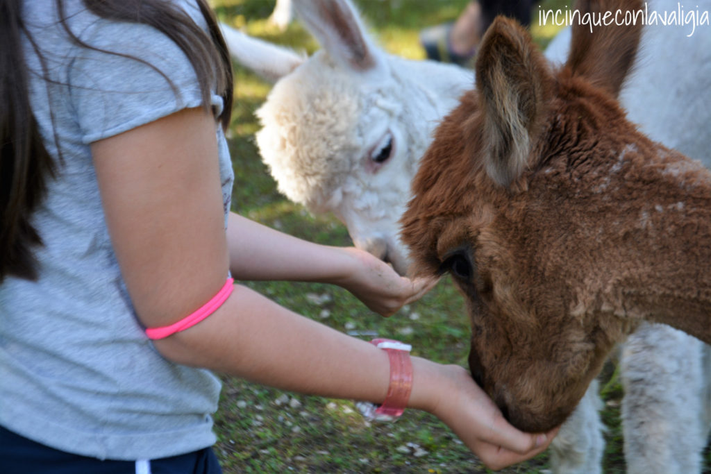 Fattoria Alpaca Seefeld in Tirolo Alpaca bio a Seefeld in Tirolo