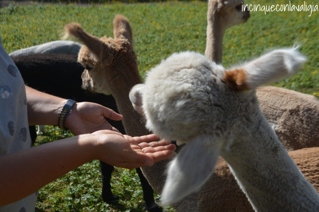 Alpaca a Seefeld in Tirolo con bambini Alpaca fattoria
