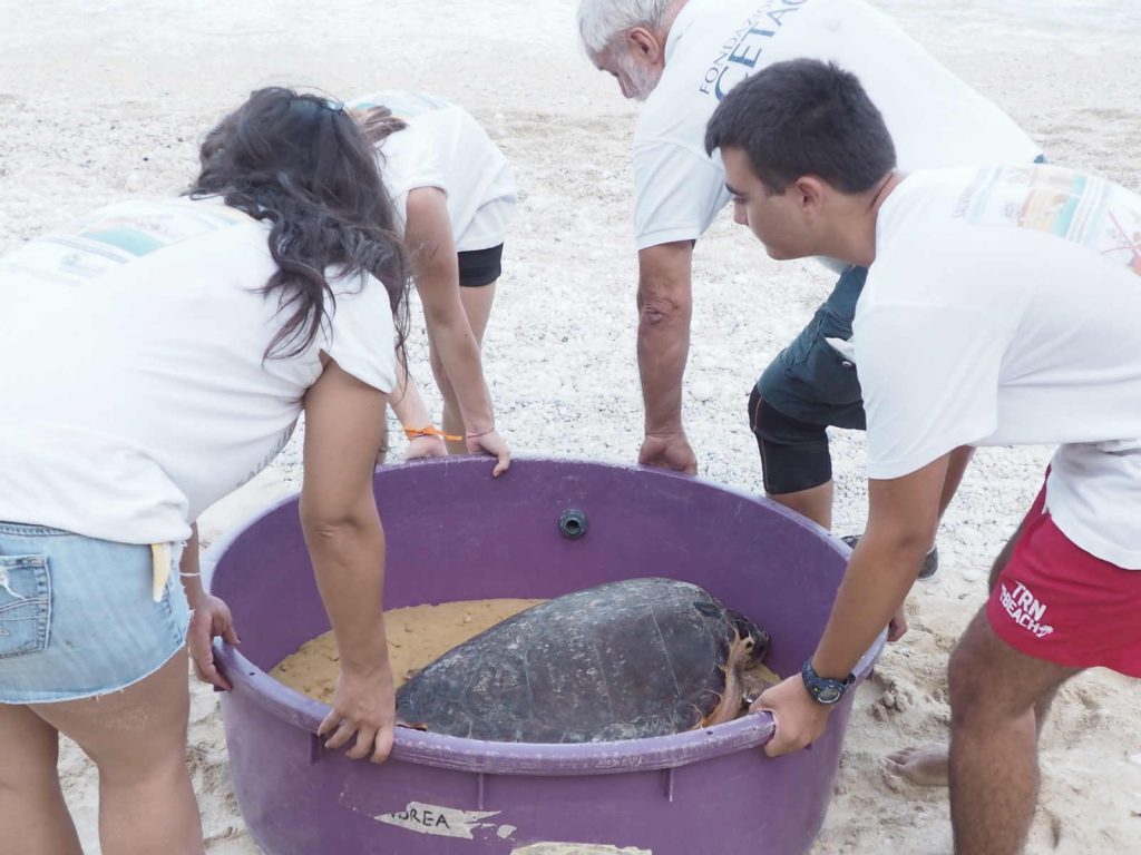 Rilascio delle tartarughe al Conero Fondazione cetacei rilascio tartarughe