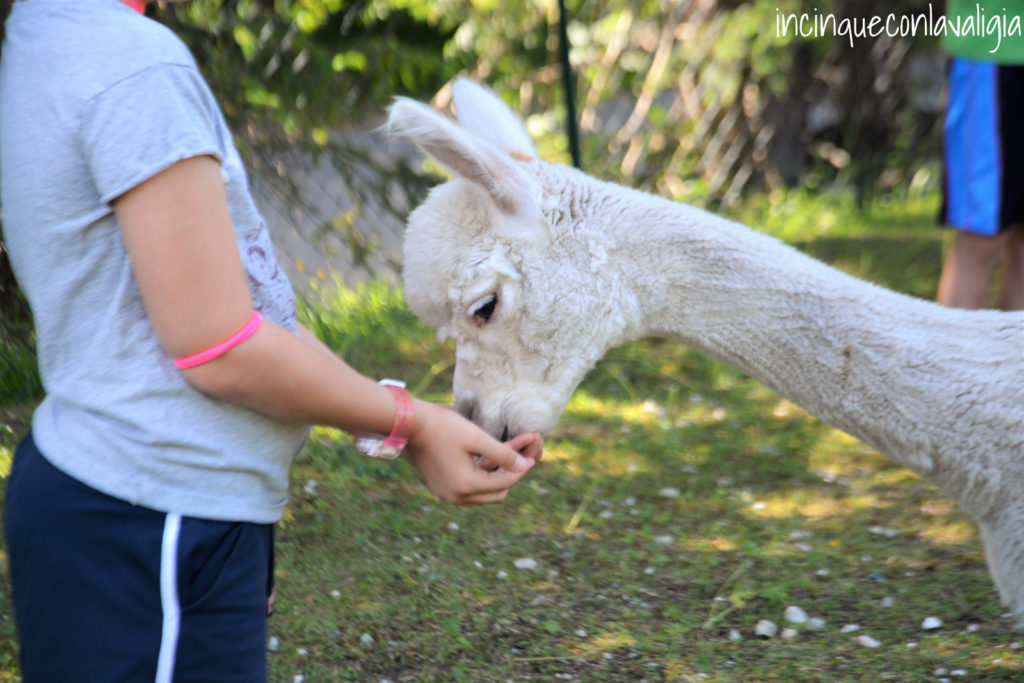 Fattoria degli alpaca a Seefeld in Tirolo Mangime alpaca Seefeld in Tirolo
