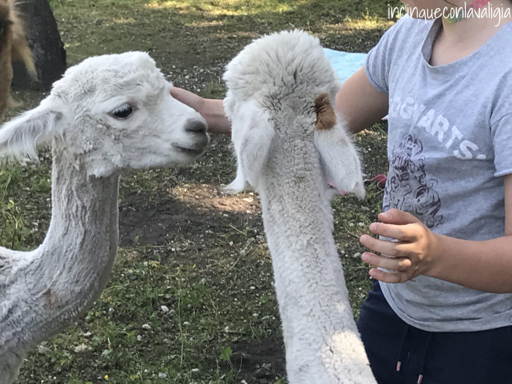 Seefeld in Tirolo con bambini - incontro con gli alpaca Alpaca a Seefeld