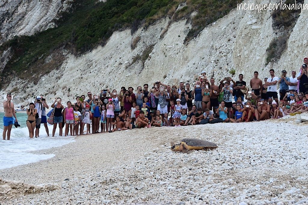 Rilascio delle tartarughe Conero spiaggia Due Sorelle Rilascio delle tartarughe Conero