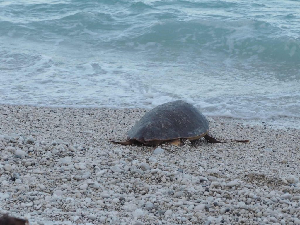 Rilascio tartaruga in mare La tartaruga entra in acqua Conero