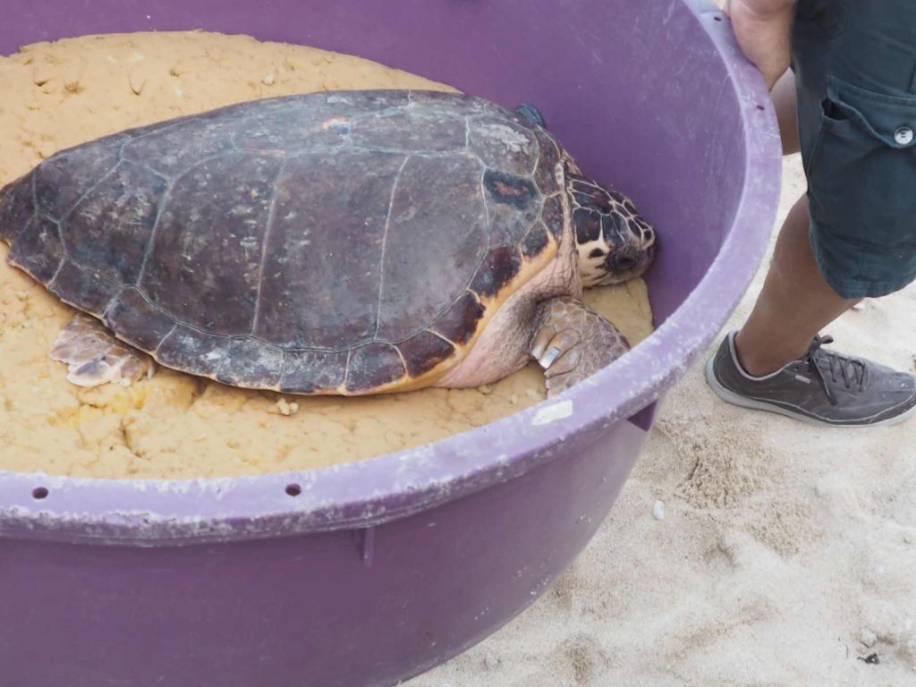 Tartaruga spiaggia Due Sorelle al Conero Tartaruga rilascio spiaggia Conero