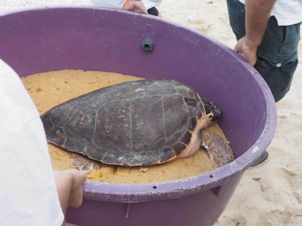 Fondazione Cetacea rilascio tartarughe al Conero Tartaruga spiaggia delle Due sorelle