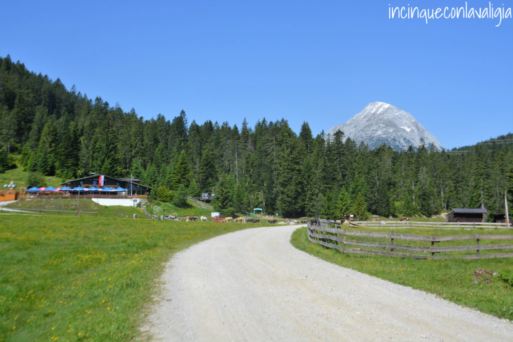 Malga Wildmoosalm passeggiata Wildmoosalm malga