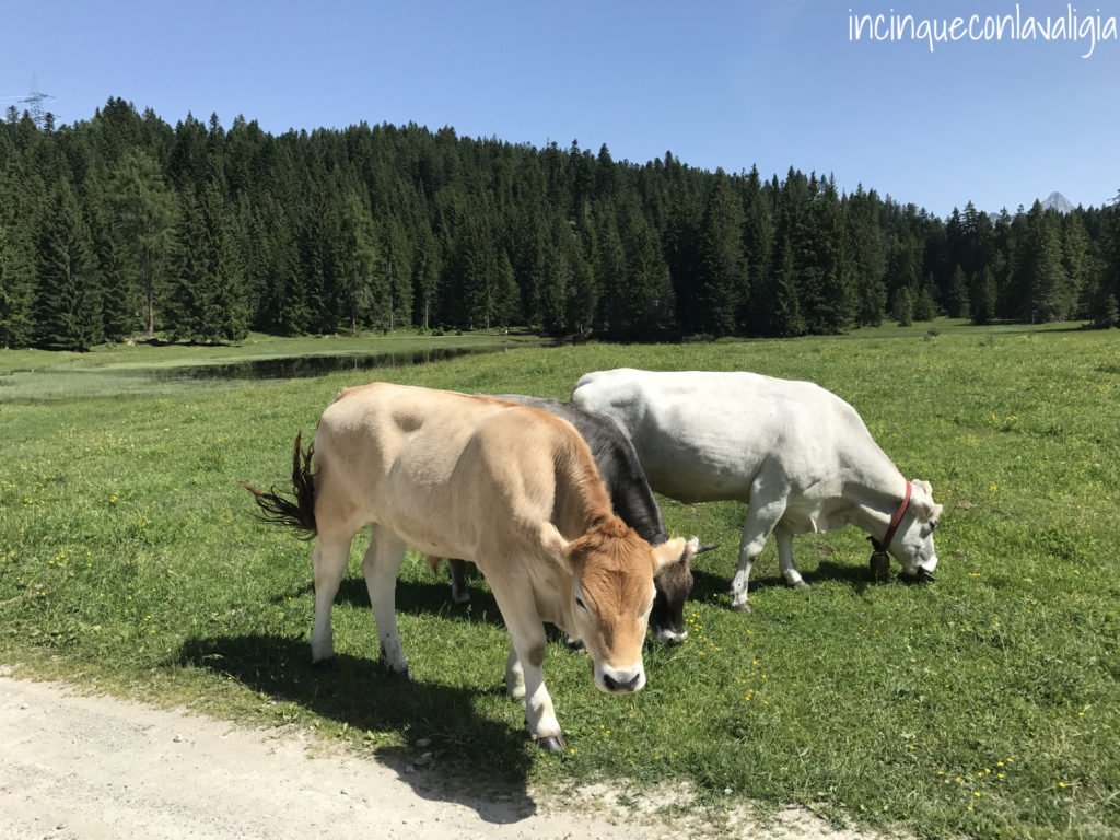 Paesaggio Malga Wildmoosalm in Tirolo Mucche WIldmoosalm