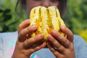 Campo di zucche You-Pick a Galbiate in Lombardia