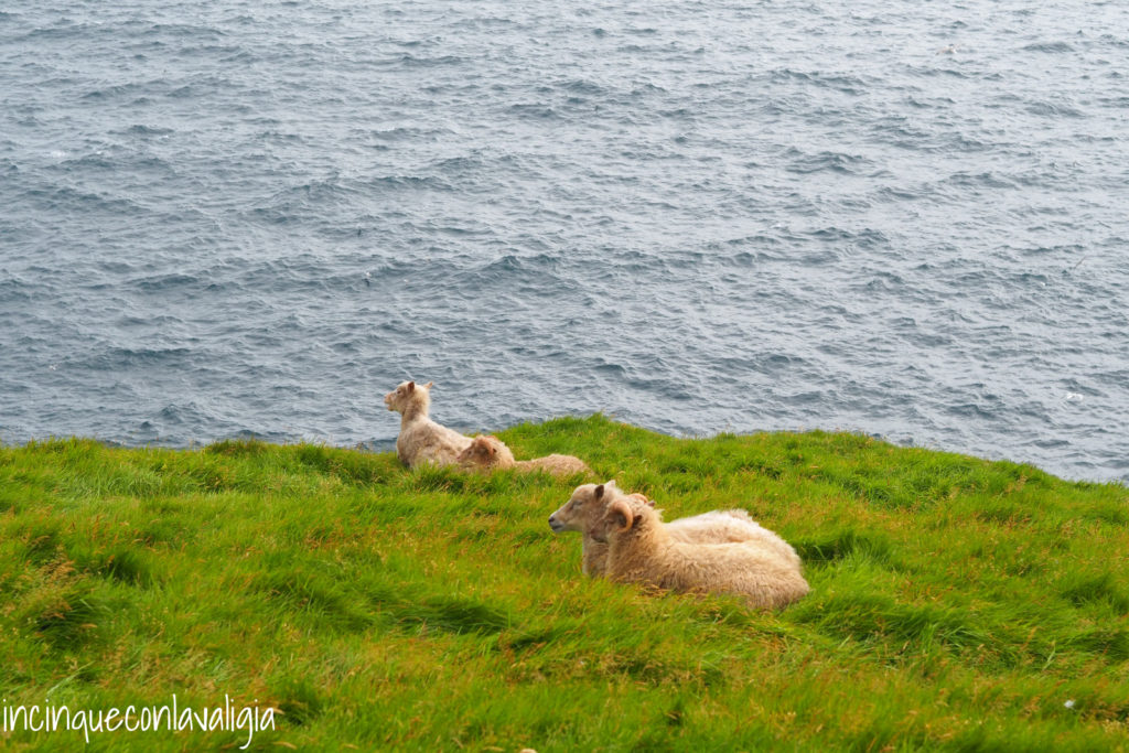 Pecore al faro di Mykines