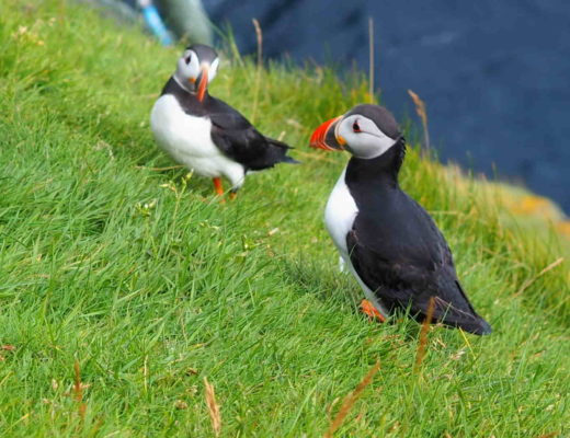 Mykines pulcinelle di mare