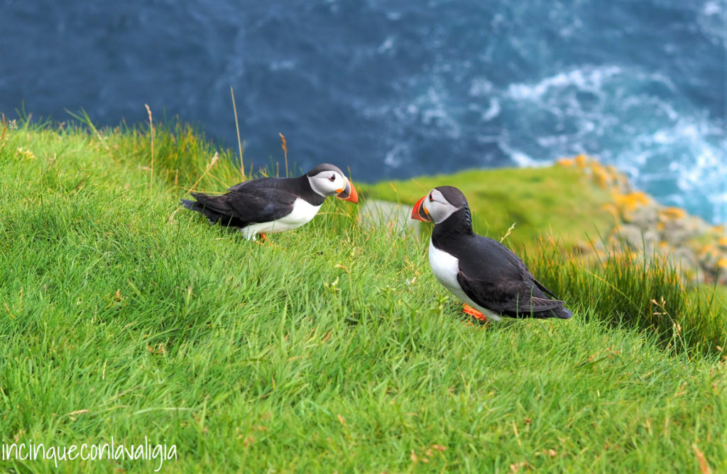 Pulcinelle di mare a Mykines Puffin a Mykines