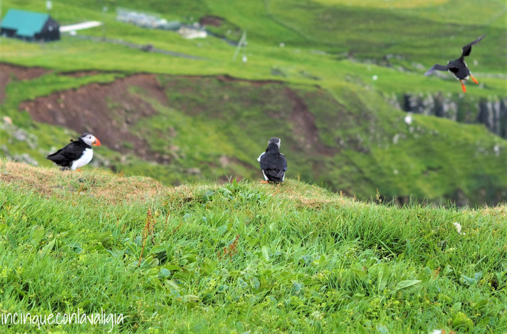 Mykines escursione per vedere le pulcinelle di mare Mykines escursione per vedere i puffin