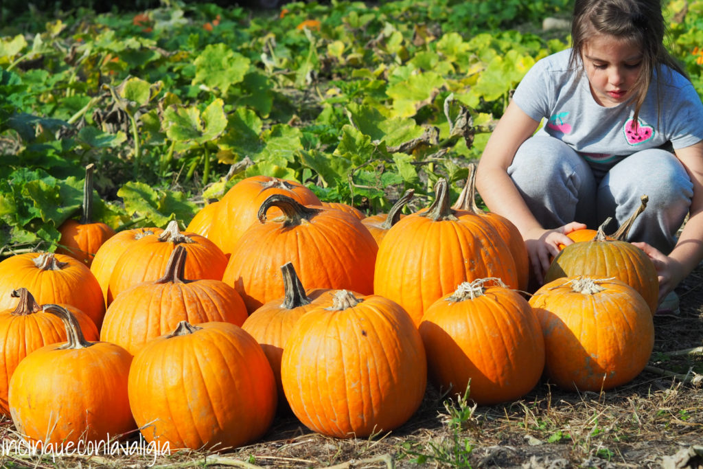 Scelta della zucca di Halloween nel campo Scelta della zucca nel campo