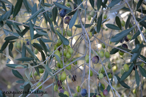 Raccolta delle olive in Toscana weekend autunno