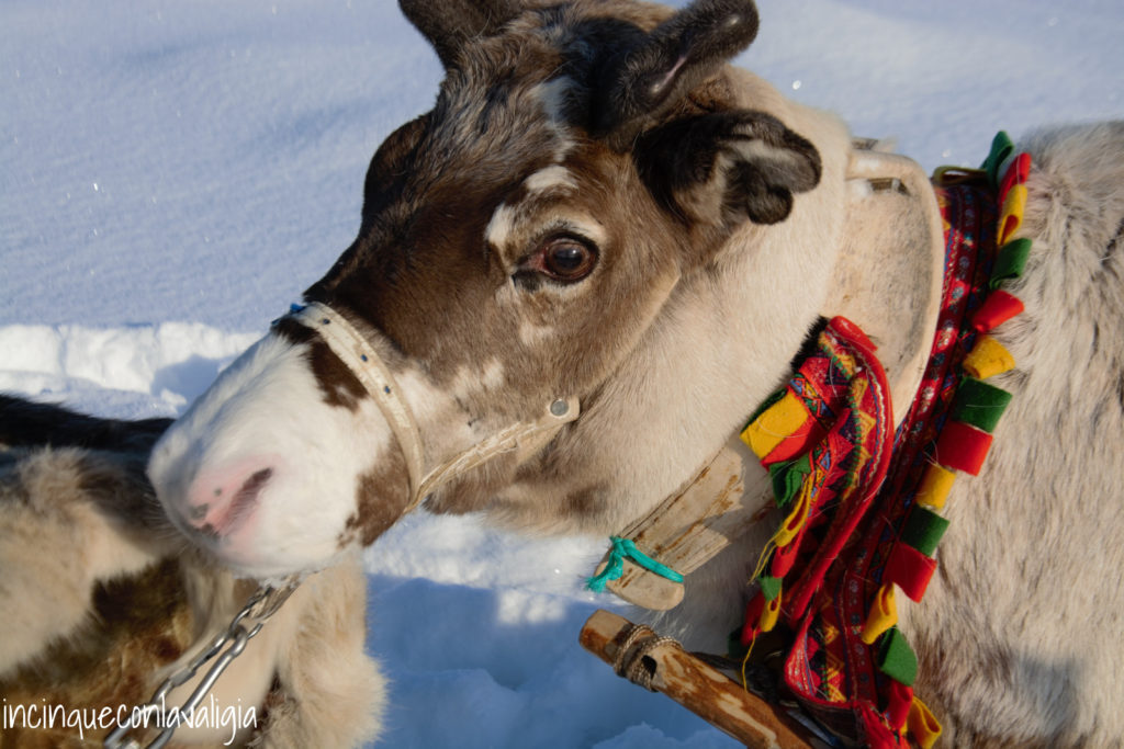 Escursione con le renne nei dintorni di Tromsø