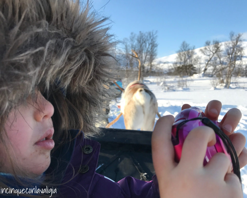 Tromsø in inverno con bambini escursione con le renne Tromsø in inverno con bambini escursione con le renne