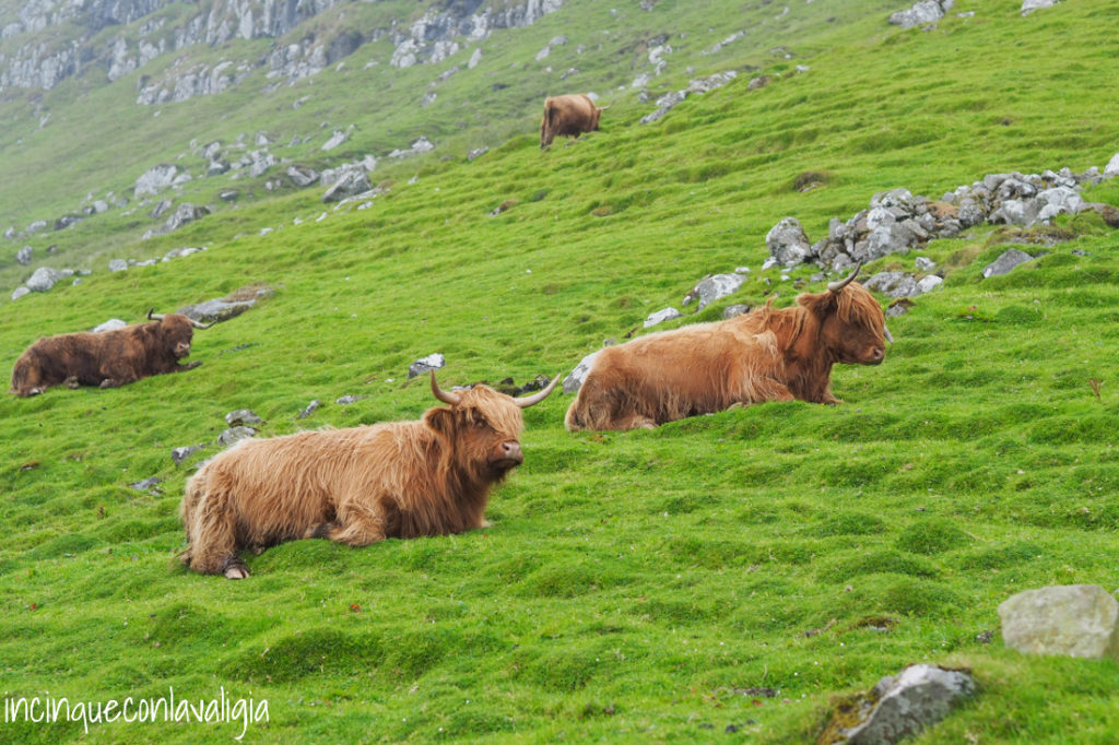 Mucche delle Highlands a Kirkjubøur