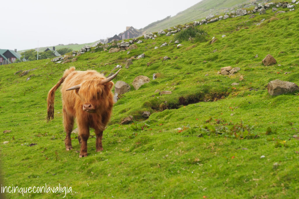 Le mucche delle Highlands Mucche di razza Highlander