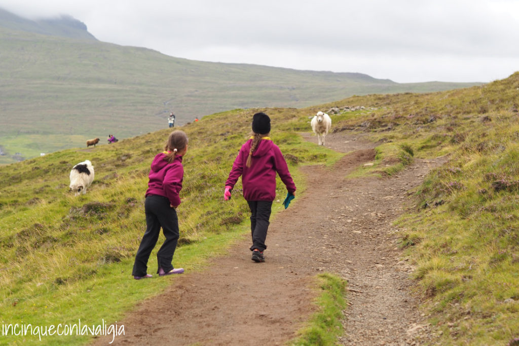 Sentieri alle Isole Faroe Passeggiate con le pecore Isole Faroe